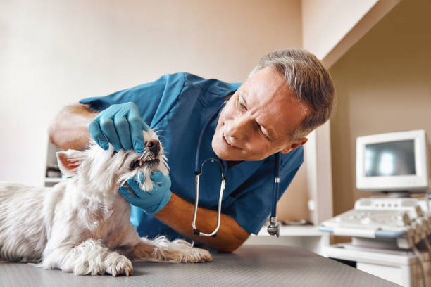 Best Same-Day Emergency Dental Services in Ixonia, WI
